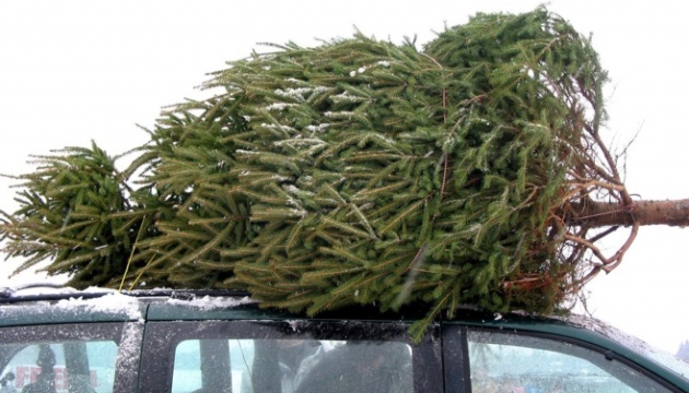 Förstereien wollen etwa 500.000 Weihnachtsbäume verkaufen