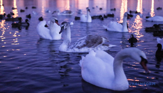 Лебедине озеро: до Чорториї злетілися десятки королівських птахів