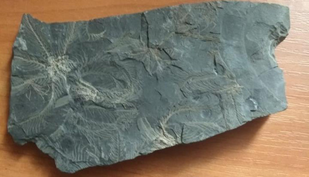У дніпровському музеї з'явилися експонати віком 300 мільйонів років