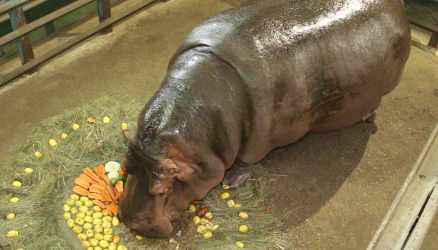 À Kharkiv, l'hippopotame Stepanida se baigne dans une piscine aux pétales de roses