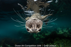 Підводне царство: оголосили переможців конкурсу Ocean Art 2018