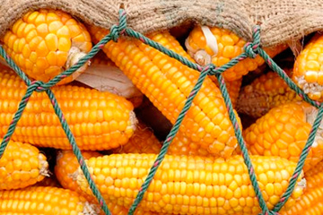 Die Ukraine prognostiziert Rekord-Maisernte - bis zu 40 Mio. Tonnen