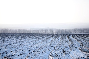 Заморозки не вплинули на стан озимих культур в Україні - експерт