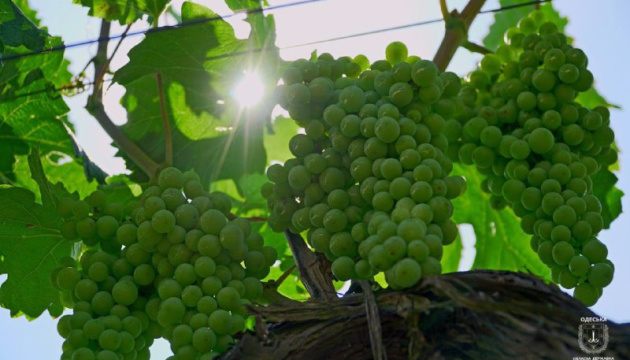 Одеська область першою в Україні склала повний кадастр виноградників