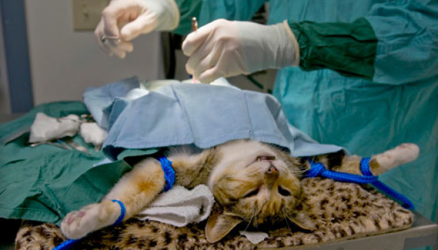 У Сумах студенти-ветеринари стерилізують безпритульних тварин