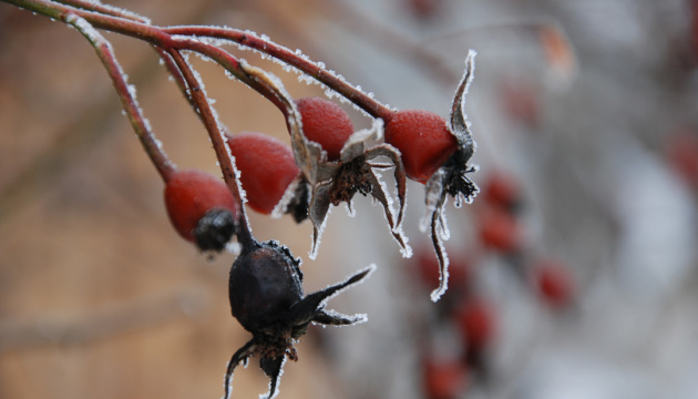 Лікарка назвала «зимові» ягоди, які підвищують імунітет та зміцнюють нервову систему