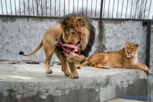 La maison de convalescence pour les lions blessés