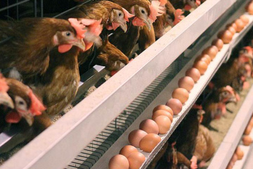 Eierproduktion in der Ukraine um 14,1 Prozent geschrumpft