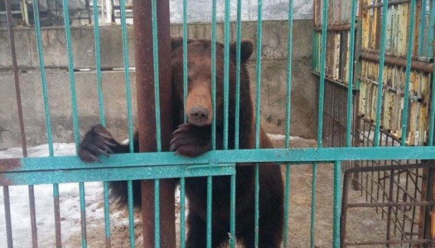 Cinq ours libérés du «zoo de la mort» dans la région de Donetsk 