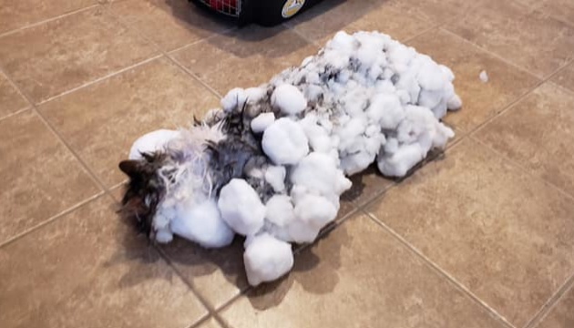 Прийшов до тями кіт, який замерз під снігом у США 