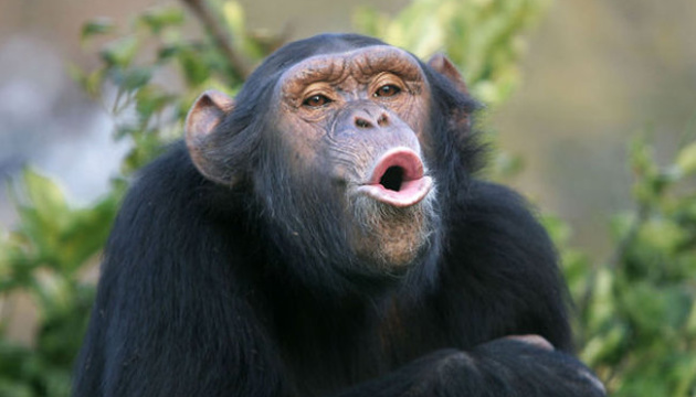 Шимпанзе втік із зоопарку Белфаста з допомогою палиці