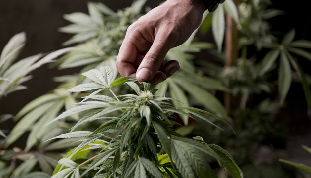 У кількох штатах США підтримали легалізацію марихуани та «чарівних грибів»