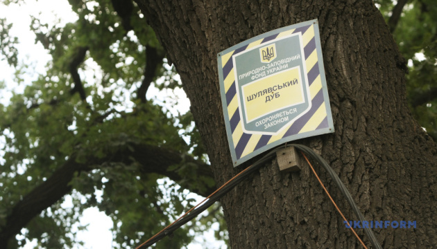 Створено мапу найстаріших дерев Києва