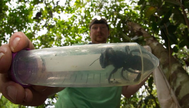 Бджолу-гіганта, яку не бачили 38 років, знайшли в Індонезії