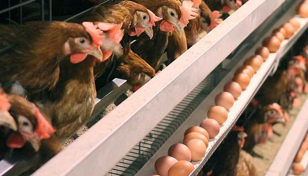 Saudi Arabia inspects Ukrainian chicken producers