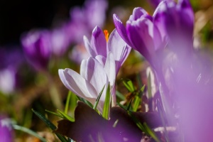 На пік цвітіння шафранів на Закарпатті прогнозують наплив туристів