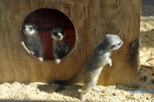 ヴィンニツャ市の動物園、ミーアキャットの赤ちゃんを紹介