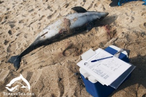 Окупанти цьогоріч нарахували у Криму 226 загиблих дельфінів