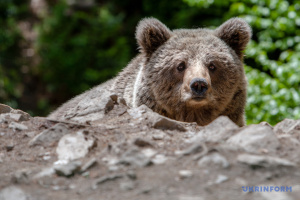 Se despiertan los osos en el Zoológico de Kyiv