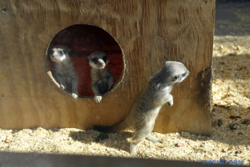 Trois suricates sont nés au zoo de Vinnytsia (photos)