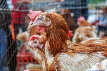 ЕС увеличит беспошлинные квоты на курятину из Украины - СМИ