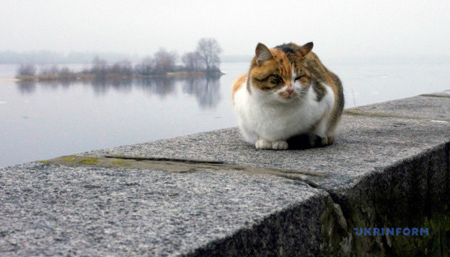 У Миколаєві котів визнали частиною екосистеми міста