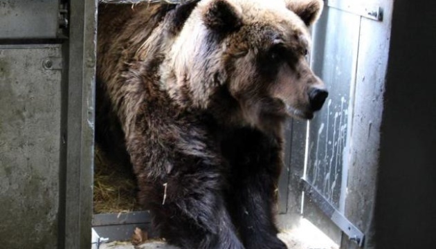L’ourse Laska s'est installée dans le refuge de Domazhir dans la région de Lviv