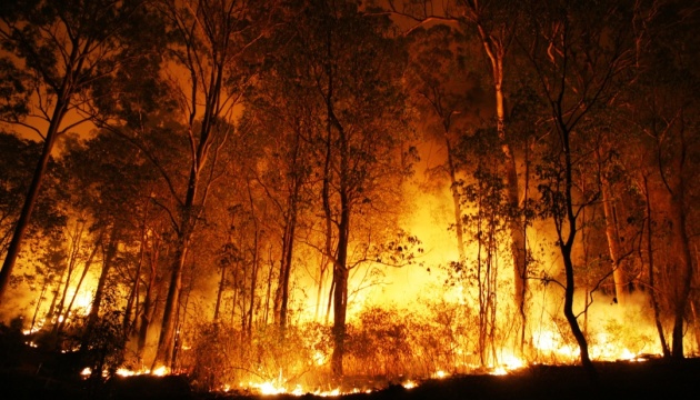 На півдні Австралії через рекордну спеку вирують лісові пожежі 