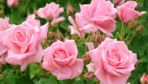 Ukraine increases imports of roses by quarter