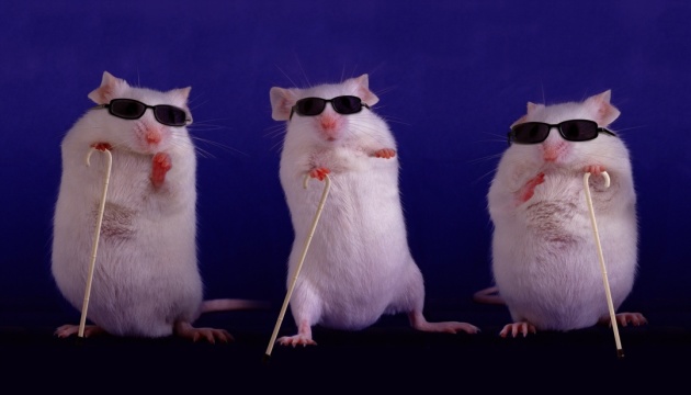 Китайці навчили мишей бачити в темряві, на черзі - люди