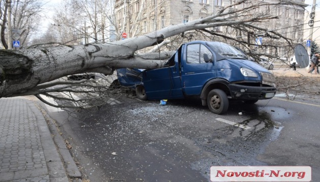 У Миколаєві тополя впала на дорогу і розчавила мікроавтобус
