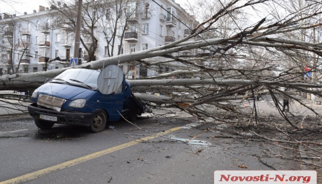 Baum zerquetscht Kleintransporter in Mykolaiw – Fotos, Video