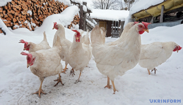 На Кіровоградщині зареєстрували спалах високопатогенного грипу птиці