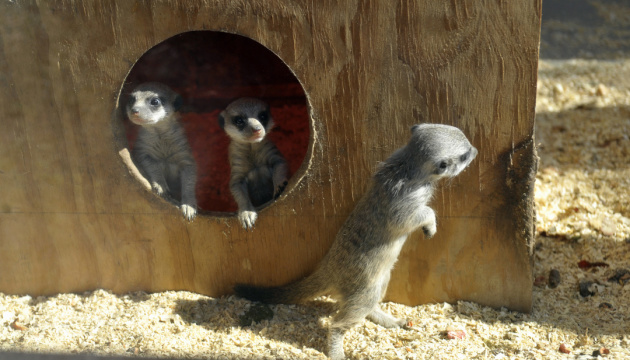 Trois suricates sont nés au zoo de Vinnytsia (photos)