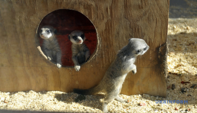 Zoo in Winnyzja zeigt Erdmännchen-Babys - Fotos