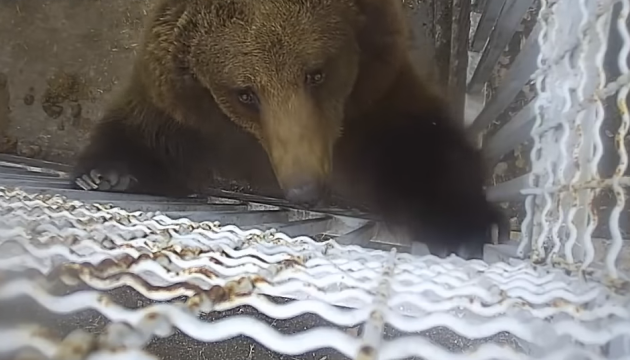 Набридло: у Маріупольському зоопарку ведмідь зірвав камеру спостереження
