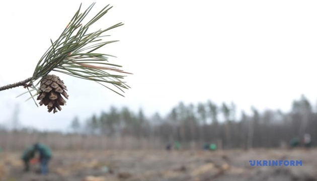 На Київщині до Міжнародного дня лісів висадили сосни та дуби