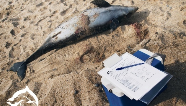 Des dauphins meurent massivement au large des côtes de la Crimée occupée 