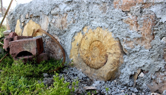 У Туреччині знайшли скам'янілість, якій 65 мільйонів років