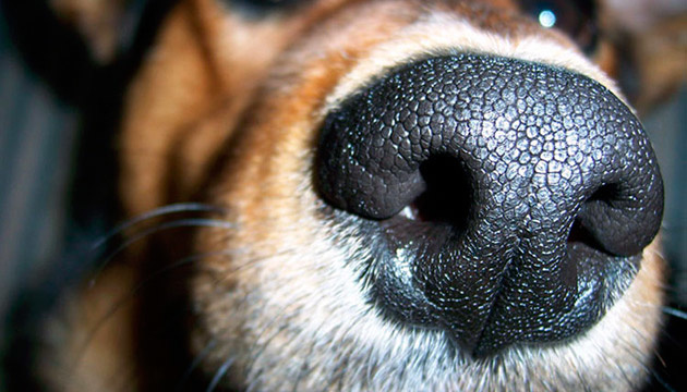 Собаки можуть відчути напад епілепсії в людини