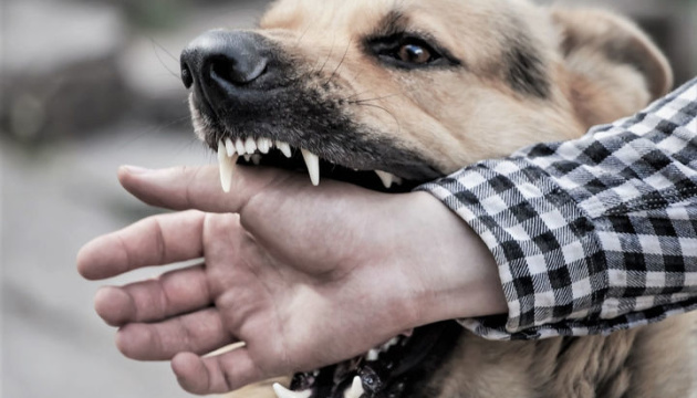 У Миколаєві зростає кількість постраждалих від скаженого пса