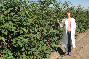 Олена Кіщак, доктор сільгоспнаук, Інститут садівництва НААН