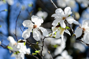 В Ужгороді запускають громадську ініціативу «Місто тисячі магнолій»