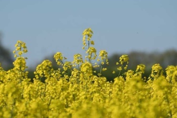 Se espera una cosecha récord de colza en Ucrania