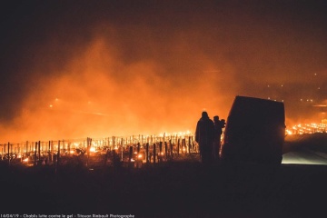 Для захисту виноградників від заморозків у Франції розпалили тисячі багать