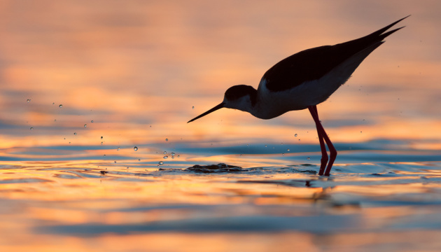 На Рівненщині з'явилися нові види птахів