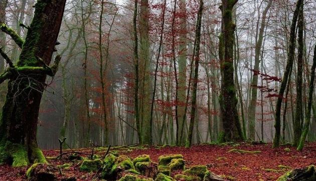 В Україні започаткують проект з адаптації лісів до змін клімату