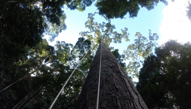 Вчені знайшли найвище у світі тропічне дерево