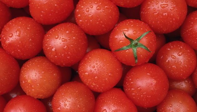Україна повернула Туреччині 15 тонн помідорів, заражених міллю 