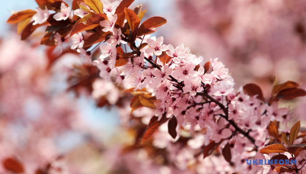 У Києві організували ханамі з нагоди цвітіння сакури